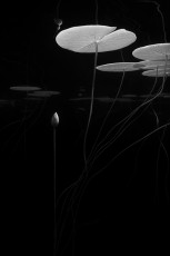 Nymphaea_infrared_No1
