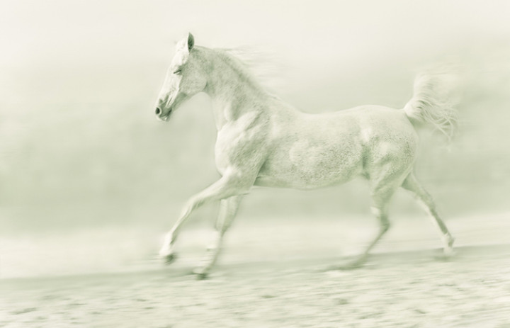  White Horse 